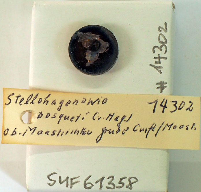 Senckenberg, Bryozoa, Bryozoen, Moostierchen, Sammlung Voigt