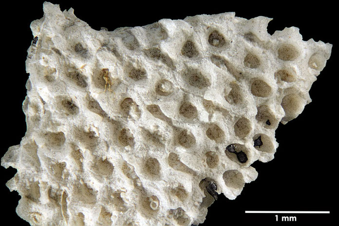 Senckenberg, Bryozoa, Bryozoen, Moostierchen, Sammlung Voigt