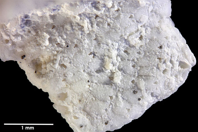 Senckenberg, Bryozoa, Bryozoen, Moostierchen, Sammlung Voigt