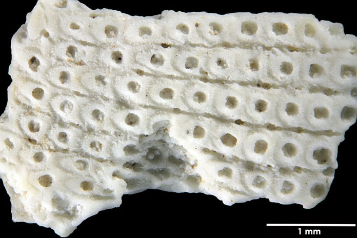 Senckenberg, Bryozoa, Bryozoen, Moostierchen, Sammlung Voigt