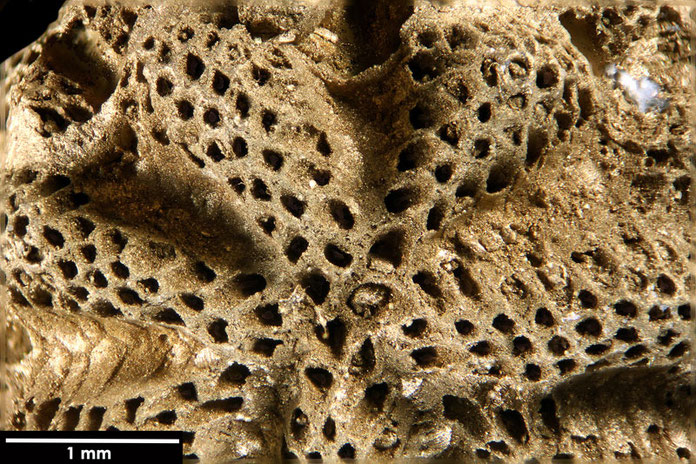 Senckenberg, Bryozoa, Bryozoen, Moostierchen, Sammlung Voigt