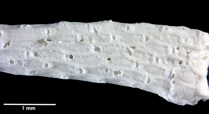 Senckenberg, Bryozoa, Bryozoen, Moostierchen, Sammlung Voigt