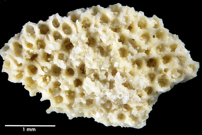 Senckenberg, Bryozoa, Bryozoen, Moostierchen, Sammlung Voigt