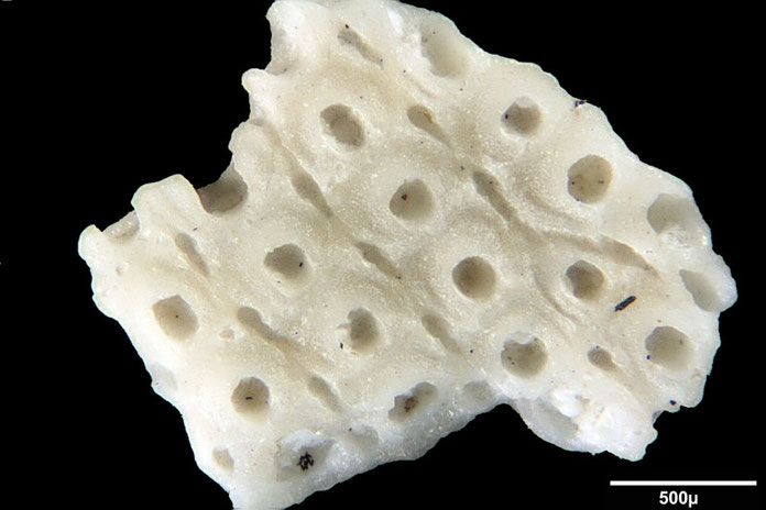 Senckenberg, Bryozoa, Bryozoen, Moostierchen, Sammlung Voigt