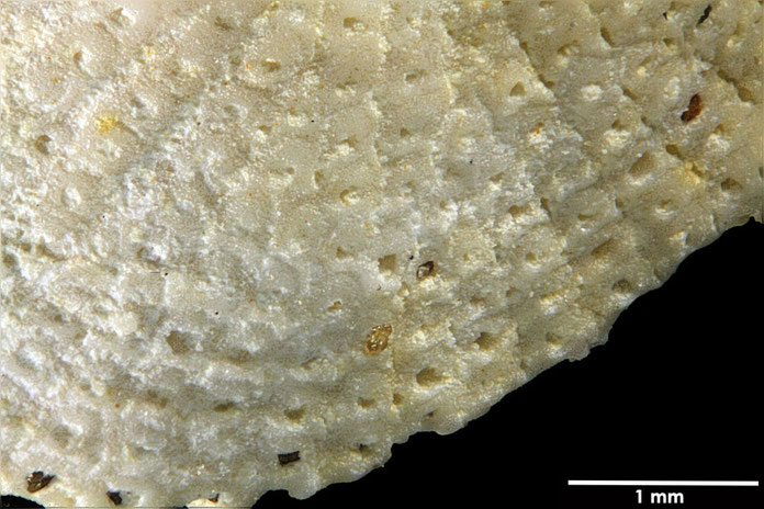 Senckenberg, Bryozoa, Bryozoen, Moostierchen, Sammlung Voigt