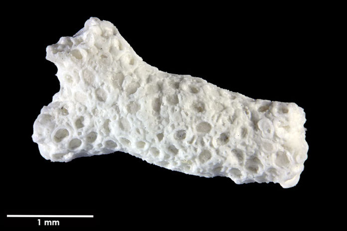 Senckenberg, Bryozoa, Bryozoen, Moostierchen, Sammlung Voigt