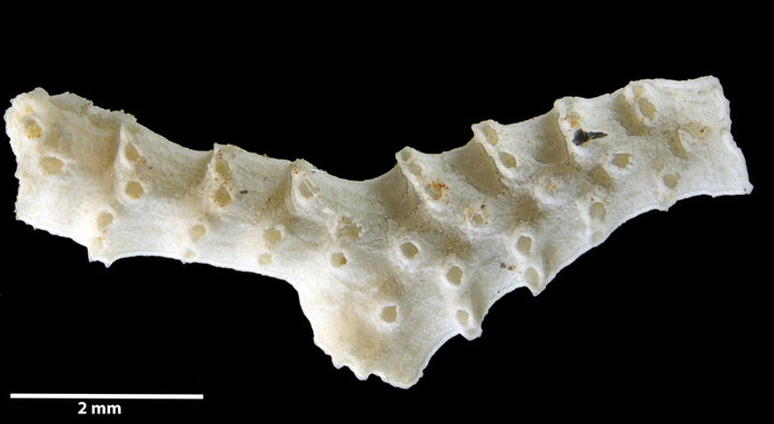 Senckenberg, Bryozoa, Bryozoen, Moostierchen, Sammlung Voigt