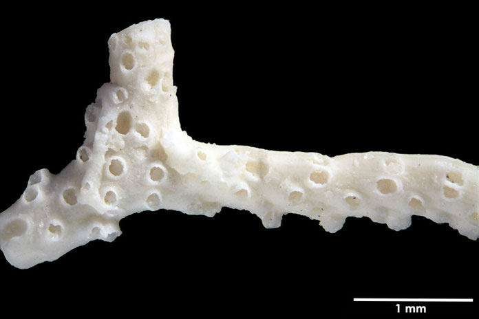 Senckenberg, Bryozoa, Bryozoen, Moostierchen, Sammlung Voigt