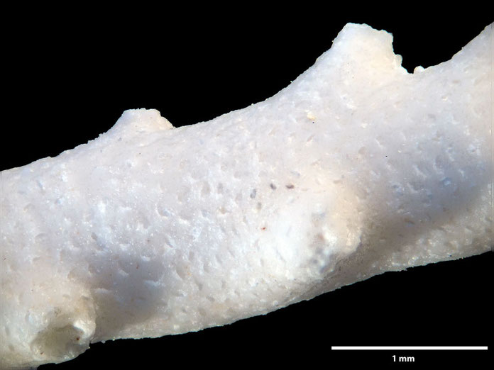 Senckenberg, Bryozoa, Bryozoen, Moostierchen, Sammlung Voigt