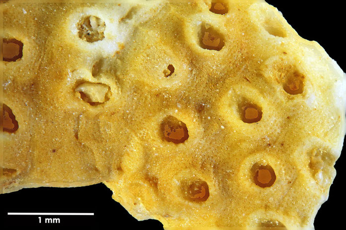 Senckenberg, Bryozoa, Bryozoen, Moostierchen, Sammlung Voigt