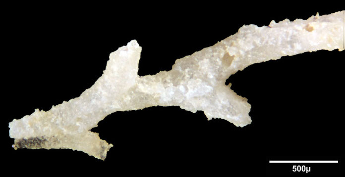 Senckenberg, Bryozoa, Bryozoen, Moostierchen, Sammlung Voigt