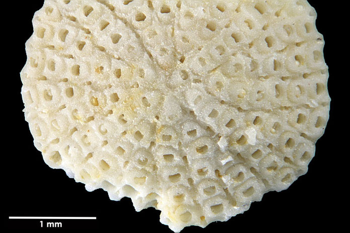 Bild 42 Bryozoa, Art:  Lunulites subsemilunaris Voigt 1962 aus Bryozoen Sammlung Senckenberg Frankfurt