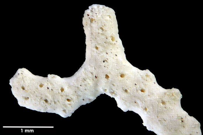 Senckenberg, Bryozoa, Bryozoen, Moostierchen, Sammlung Voigt