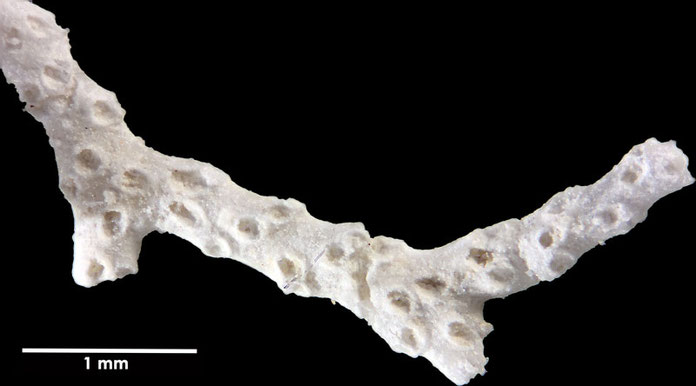 Senckenberg, Bryozoa, Bryozoen, Moostierchen, Sammlung Voigt