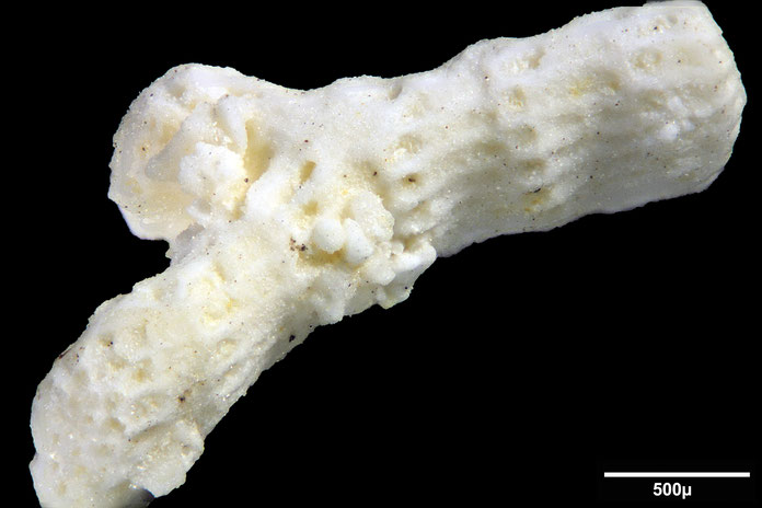 Senckenberg, Bryozoa, Bryozoen, Moostierchen, Sammlung Voigt