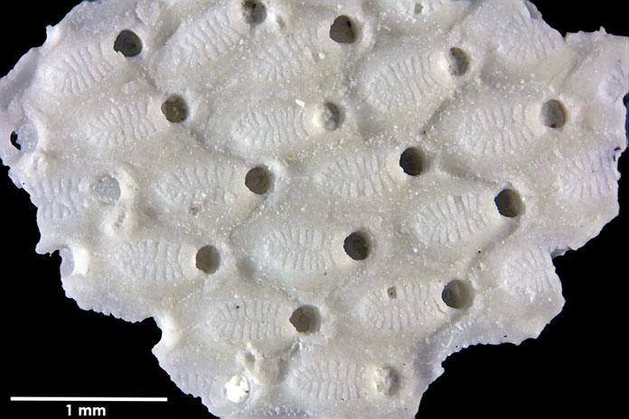 Senckenberg, Bryozoa, Bryozoen, Moostierchen, Sammlung Voigt