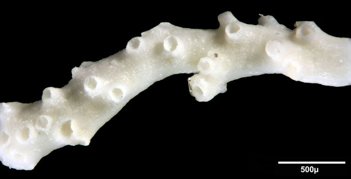 Senckenberg, Bryozoa, Bryozoen, Moostierchen, Sammlung Voigt