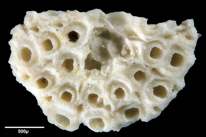 Senckenberg, Bryozoa, Bryozoen, Moostierchen, Sammlung Voigt