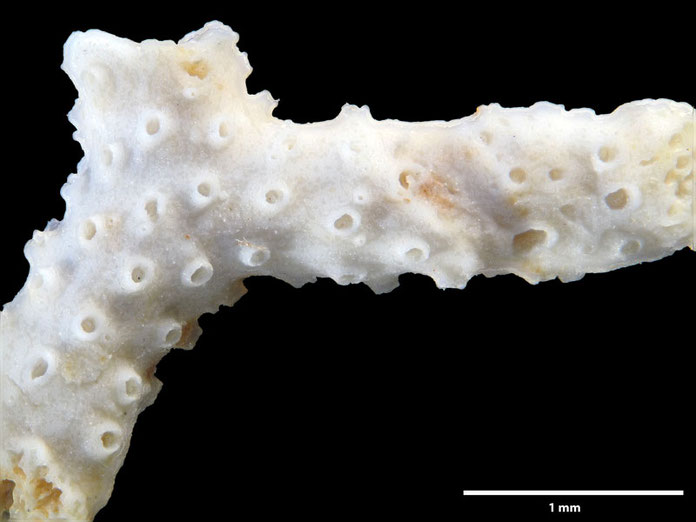 Senckenberg, Bryozoa, Bryozoen, Moostierchen, Sammlung Voigt