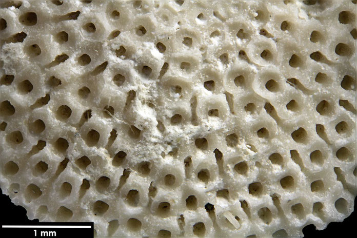 Senckenberg, Bryozoa, Bryozoen, Moostierchen, Sammlung Voigt