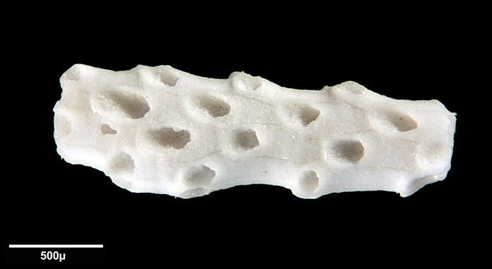 Senckenberg, Bryozoa, Bryozoen, Moostierchen, Sammlung Voigt