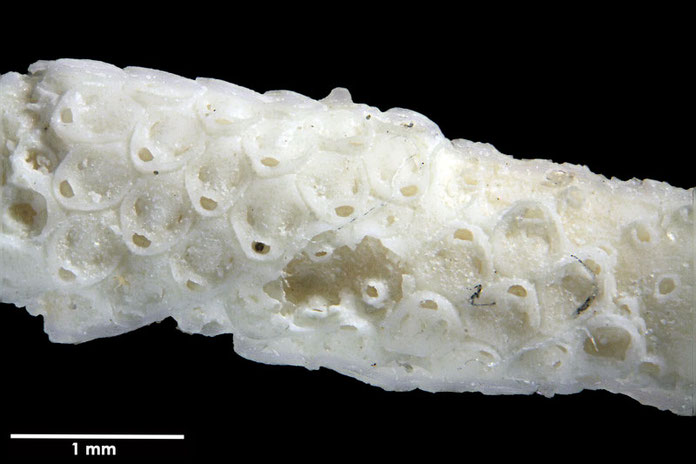 Senckenberg, Bryozoa, Bryozoen, Moostierchen, Sammlung Voigt