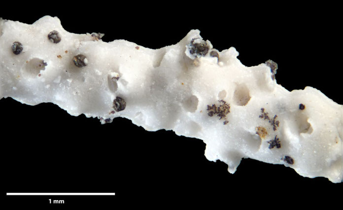 Senckenberg, Bryozoa, Bryozoen, Moostierchen, Sammlung Voigt