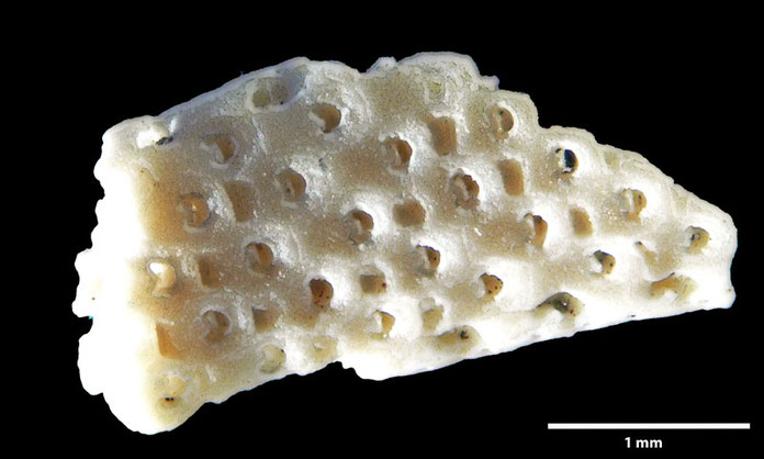 Senckenberg, Bryozoa, Bryozoen, Moostierchen, Sammlung Voigt