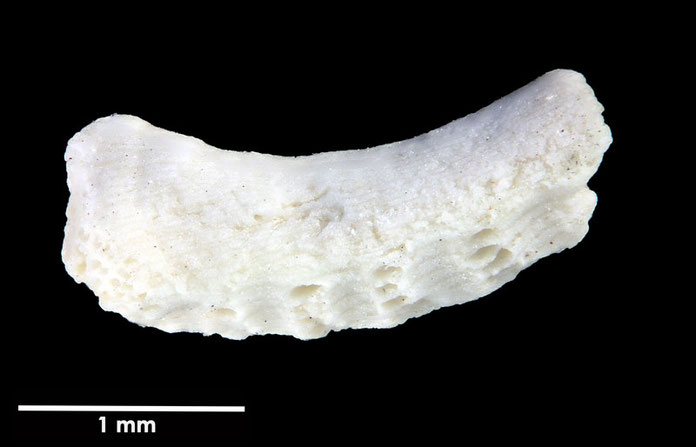 Senckenberg, Bryozoa, Bryozoen, Moostierchen, Sammlung Voigt