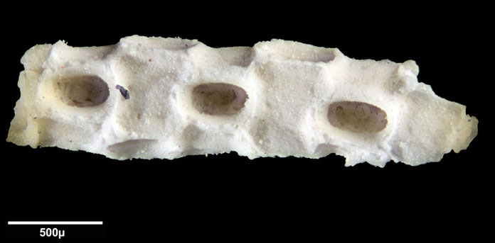 Senckenberg, Bryozoa, Bryozoen, Moostierchen, Sammlung Voigt