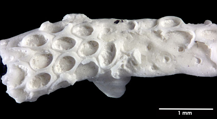 Senckenberg, Bryozoa, Bryozoen, Moostierchen, Sammlung Voigt