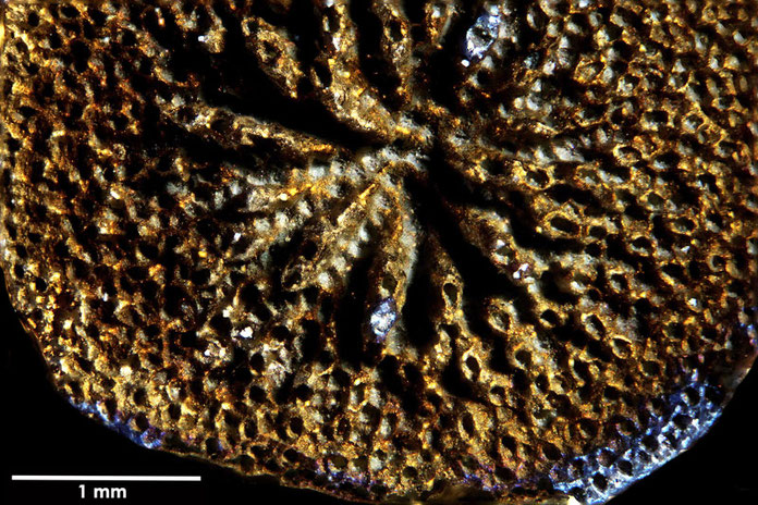 Senckenberg, Bryozoa, Bryozoen, Moostierchen, Sammlung Voigt