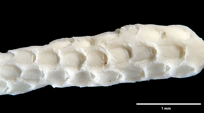 Senckenberg, Bryozoa, Bryozoen, Moostierchen, Sammlung Voigt