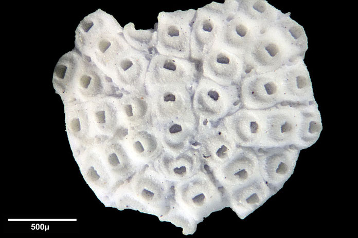 Senckenberg, Bryozoa, Bryozoen, Moostierchen, Sammlung Voigt