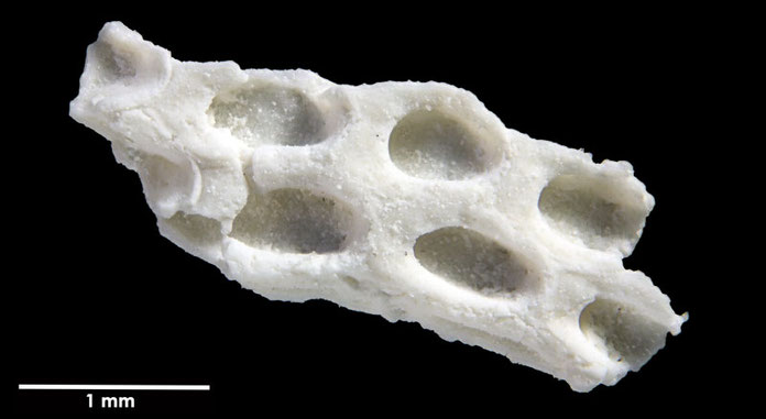 Senckenberg, Bryozoa, Bryozoen, Moostierchen, Sammlung Voigt