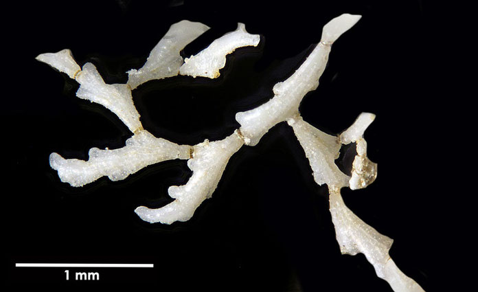 Senckenberg, Bryozoa, Bryozoen, Moostierchen, Sammlung Voigt