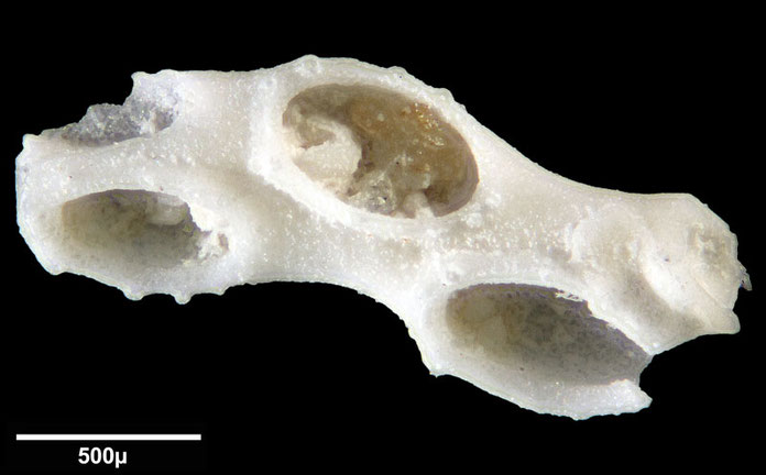 Senckenberg, Bryozoa, Bryozoen, Moostierchen, Sammlung Voigt