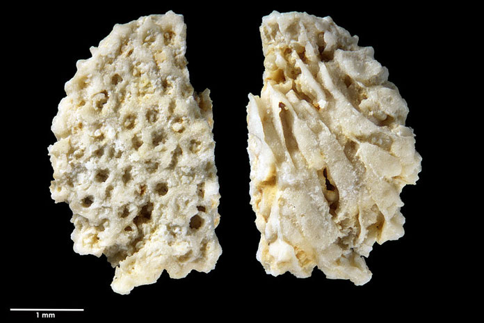 Senckenberg, Bryozoa, Bryozoen, Moostierchen, Sammlung Voigt