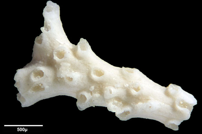 Senckenberg, Bryozoa, Bryozoen, Moostierchen, Sammlung Voigt