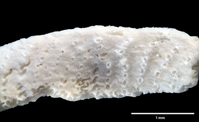 Senckenberg, Bryozoa, Bryozoen, Moostierchen, Sammlung Voigt