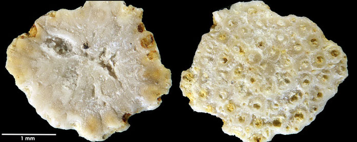 Senckenberg, Bryozoa, Bryozoen, Moostierchen, Sammlung Voigt