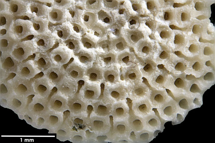 Senckenberg, Bryozoa, Bryozoen, Moostierchen, Sammlung Voigt