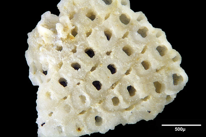 Senckenberg, Bryozoa, Bryozoen, Moostierchen, Sammlung Voigt