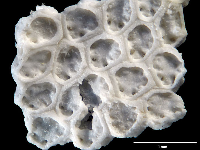 Senckenberg, Bryozoa, Bryozoen, Moostierchen, Sammlung Voigt