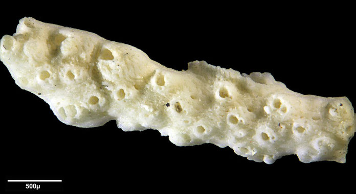 Senckenberg, Bryozoa, Bryozoen, Moostierchen, Sammlung Voigt