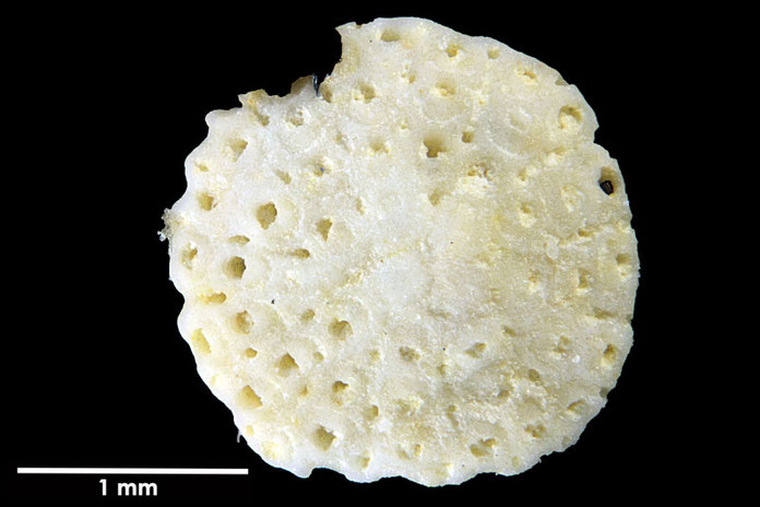 Senckenberg, Bryozoa, Bryozoen, Moostierchen, Sammlung Voigt