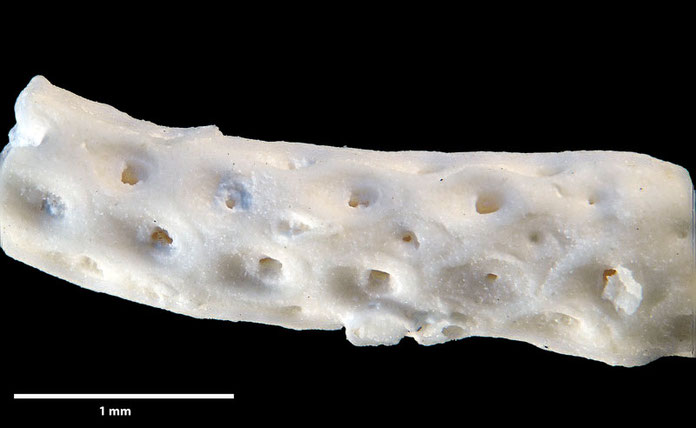 Senckenberg, Bryozoa, Bryozoen, Moostierchen, Sammlung Voigt