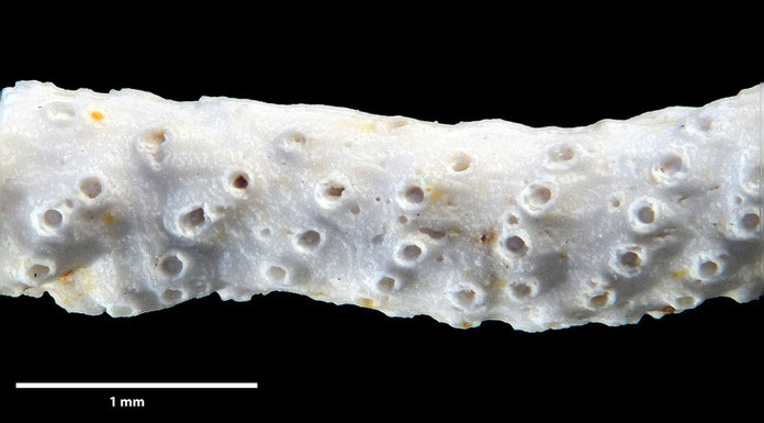 Senckenberg, Bryozoa, Bryozoen, Moostierchen, Sammlung Voigt