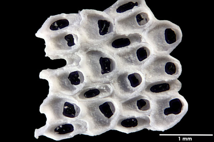 Senckenberg, Bryozoa, Bryozoen, Moostierchen, Sammlung Voigt