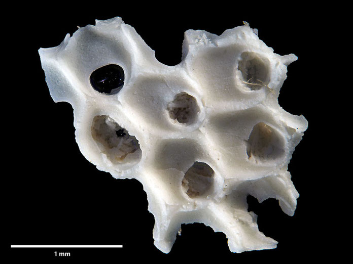 Senckenberg, Bryozoa, Bryozoen, Moostierchen, Sammlung Voigt